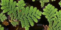 Azolla pinnata