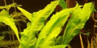Microsorum pteropus