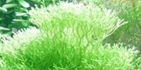 Riccia rhenana