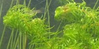 Egeria Najas