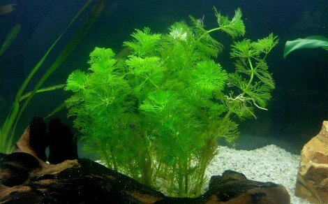 Cabomba caroliniana