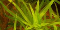 Heteranthera zosterifolia