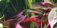 Alternanthera Rubra