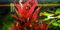 Alternanthera Splendida / Cardinalis