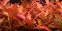 Ammannia Senegalensis