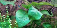 Anubia barteri