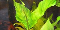 Anubia heterophylla