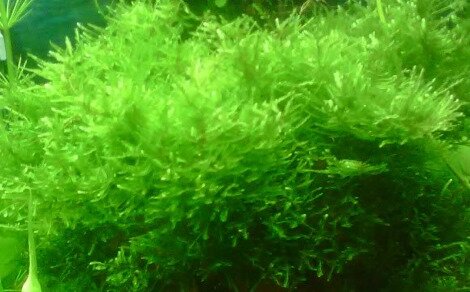 Spiky moss Taxiphyllum sp. spiky