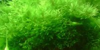 Spiky moss Taxiphyllum sp. spiky