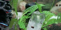 Aponogeton Boivinianus