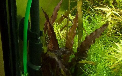 Aponogeton Crispus sp. red
