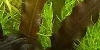 Aponogeton Crispus sp. red