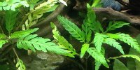 Bolbitis Heudelotii
