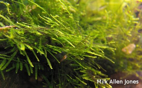 Mousse de Java Vesicularia Dubyana