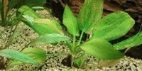 Echinodorus Cordifolius Ovalis