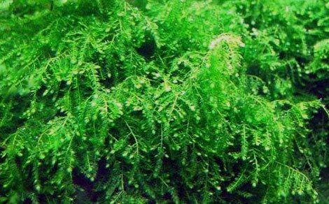 Weeping moss Vesicularia ferriei