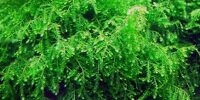 Weeping moss Vesicularia ferriei