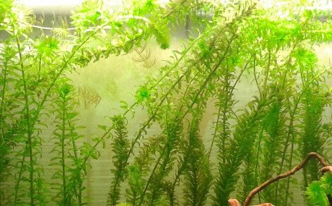 Elodée Egeria densa