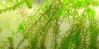 Elodée Egeria densa