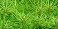 Rotala sp. Nanjenshan