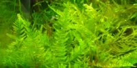 Christmas moss | X moss Vesicularia Montagnei