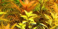 Proserpinaca Palustris Cuba