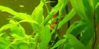 Hygrophila salicifolia 