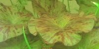 Nymphaea lotus