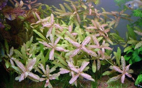 Hygrophila polysperma Sunset