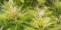 Myriophyllum Mattogrossense