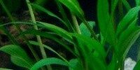 Cryptocoryne Lucens