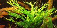 Microsorum pteropus Windelov