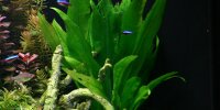 Echinodorus bleheri