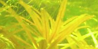 Limnophila Hippuridoides