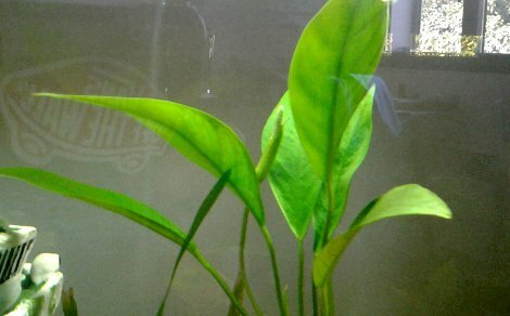 Anubia barteri var. angustifolia