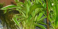 Chlorophytum Bichetii