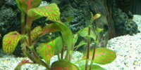 Fittonia Red