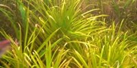 Blyxa Japonica