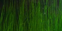 Eleocharis Vivipara