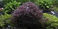 Caloglossa cf. beccarii