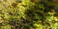 Cladophora glomerata