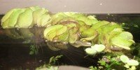 Salvinie géante Salvinia molesta/auriculata