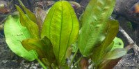 Echinodorus Dschungelstar n°2 (Variété Little Bear)