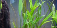 Echinodorus latifolius
