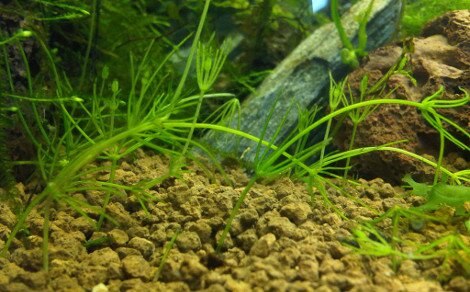 Nitella sp.