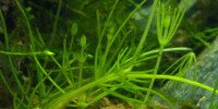 Nitella sp.