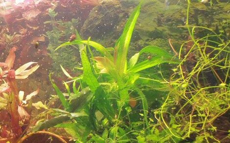 Aloe d'eau Stratiotes aloides