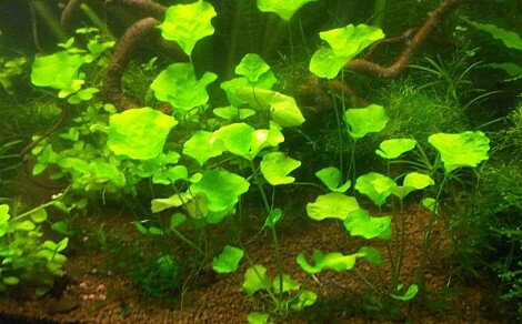 Nymphoïdes sp. Taïwan
