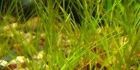 Eleocharis Acicularis