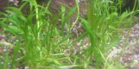 Herbe de Nouvelle Zélande Lilaeopsis Novae Zelandiae